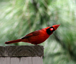 red-bird–cardinal-vasil-vasilev_264x221